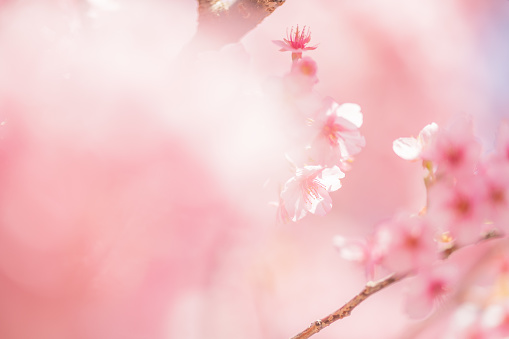 Cherry blossoms are blooming in spring