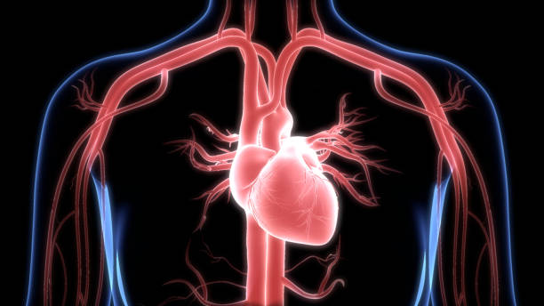 istock Human Circulatory System Heart Anatomy 1271061279