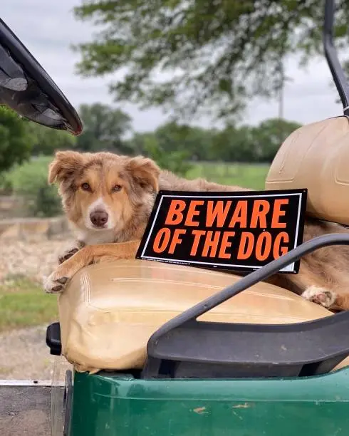 Dog on golf cart