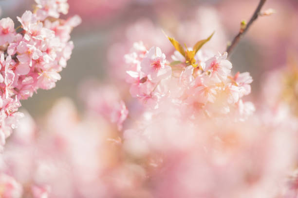 istock Cherry blossoms are blooming in spring 1271062138