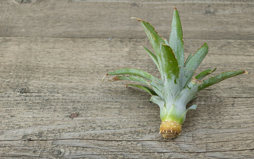 Pineapple top with roots on wooden background.