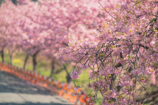 istock Cherry blossoms are blooming in spring 1271063556