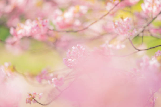 istock Cherry blossoms are blooming in spring 1271063742