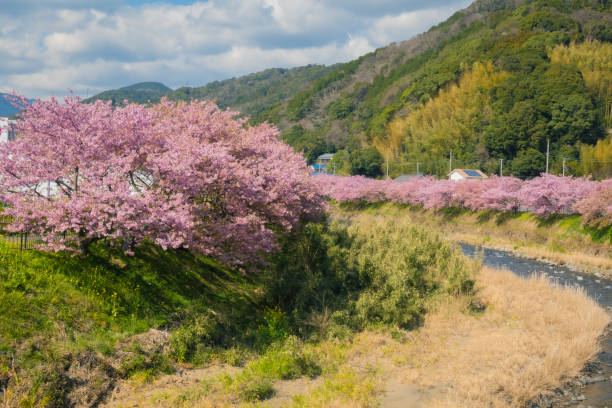 flores de cerejeira estão florescendo na primavera - cherry blossom flower head spring flower - fotografias e filmes do acervo