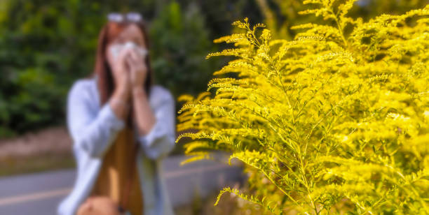 Ambrosia bush in the background woman blows her nose in napkin Seasonal allergic reaction to plants concept Ambrosia bush in the background woman blows her nose in napkin. Seasonal allergic reaction to plants concept ragweed stock pictures, royalty-free photos & images