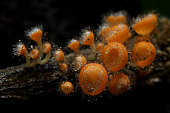 pilz.jpg?b=1&s=170x170&k=20&c=euQuYND0k-ULL5AD2YtnXqk-z_e9-LhVTfiX_KTtq90=