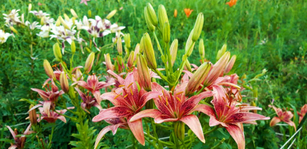 핑크 아시아 백합 - asiatic lily 뉴스 사진 이미지