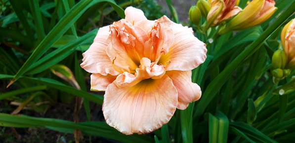 peach daylily with yellow center