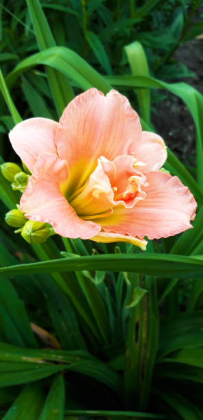 istock peach daylily with yellow center 1271067602