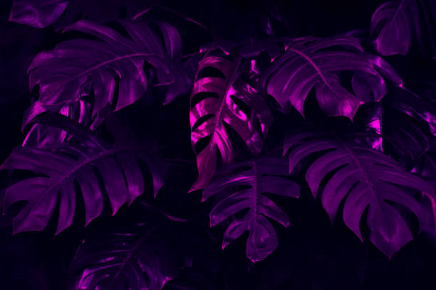 istock tropical leaves, monstera foliage, dark purple nature background 1271069093