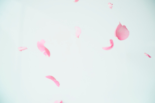 Pink rose, petals, close-up