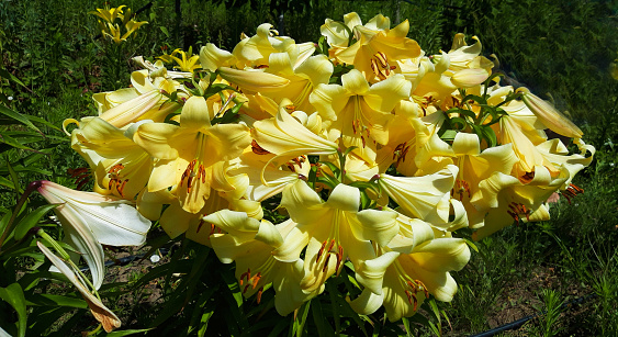 yellow tubular lily