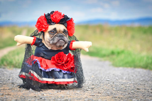 French Bulldog dog dressed up with 'La Catrina' Halloween costume with red and black dress with rose flowers and lace veil from Mexican 'Los Muertos' Day of the Dead festival Funny French Bulldog dog dressed up with 'La Catrina' Halloween costume with red and black dress with rose flowers, fake arms and lace veil from Mexican 'Los Muertos' Day of the Dead festival day of the dead photos stock pictures, royalty-free photos & images