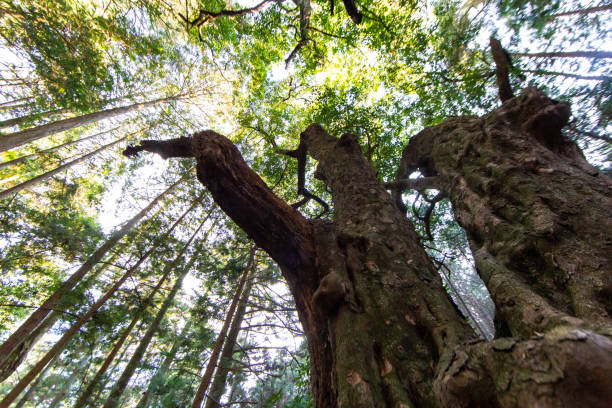 istock An old oak tree growing in a dimly lit forest 1271070839