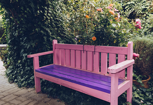 pink wooden bench with purple seating area inside greenhouse with blooming roses and ive plant