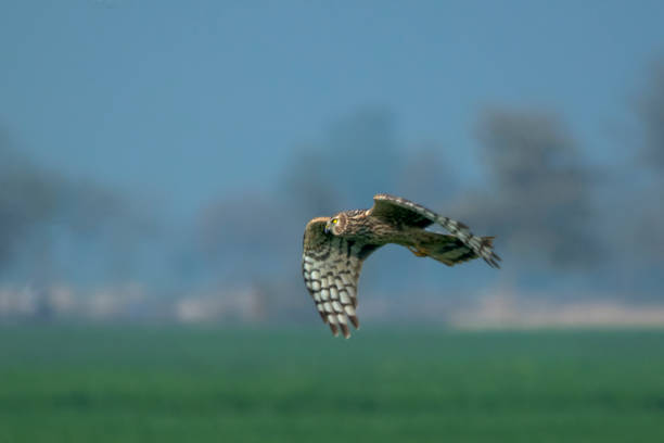 istock Montague Harrier flying in the morning 1271072677