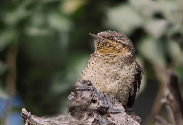 istock Eurasian wryneck on the branche 1271072687