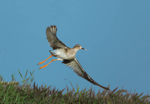 Ruff flying in the air Birds in Pakistan philomachus pugnax stock pictures, royalty-free photos & images