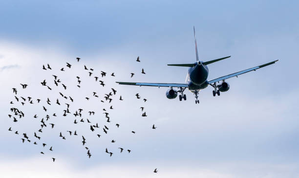 공항에서 비행기 앞에 새의 무리, 비행기에 대한 위험한 상황에 대한 개념 그림 - nosecone 뉴스 사진 이미지