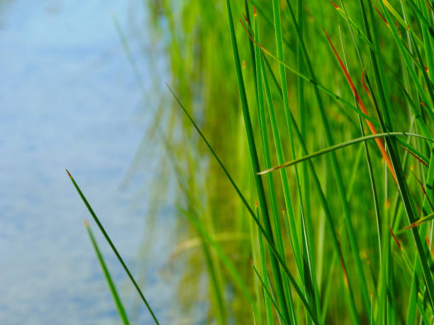 istock lush long green grass in selective focus with blurred gray background 1271075423