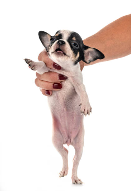 istock little chihuahua 1271076420
