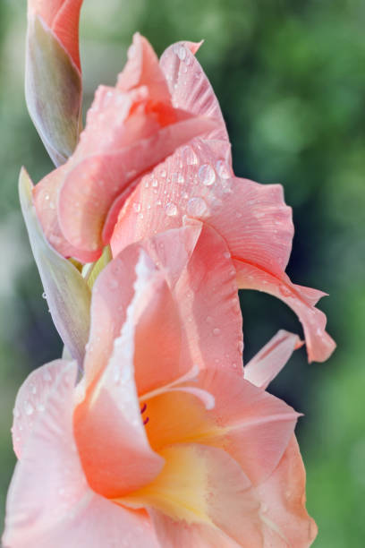 istock Pretty peach colored blooming gladiolus 1271076976