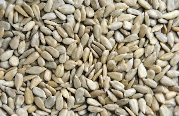 textura de las semillas de girasol como fondo. - sunflower seed fotografías e imágenes de stock