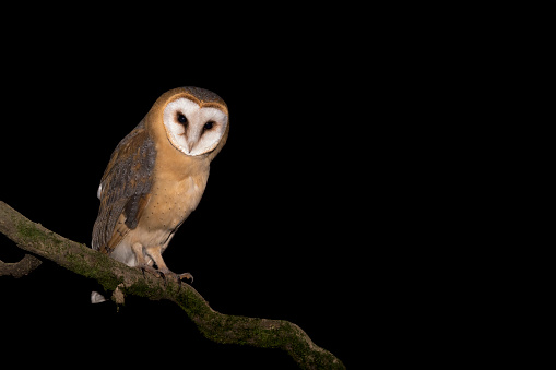 Awesome night portrait of Barn owl female