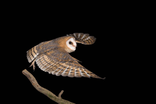 istock The Barn owl go to hunting (Tyto alba) 1271079577