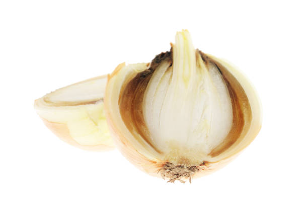 istock Rotten onion isolated on white background.One rotten onion isolated on white background 1271079664