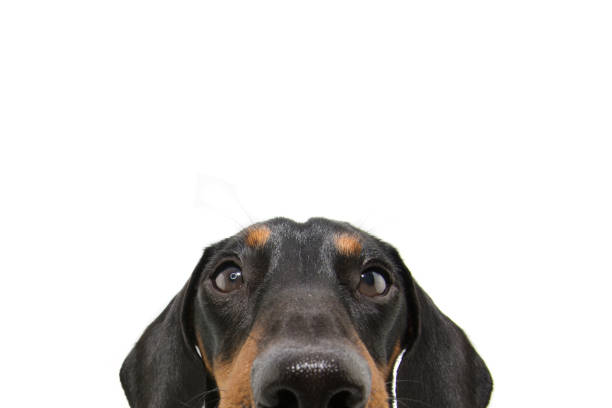 istock Close-up hide dachshund dog puppy . Isolated on white background. 1271079758