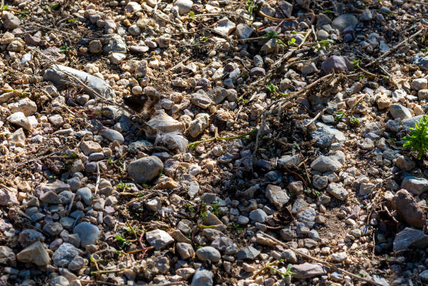 hipparchia semele butterfly resting on the ground in a stony ground