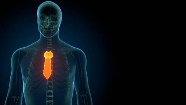 골격 흉골 뼈 해부학의 3d 렌더링 - false rib 뉴스 사진 이미지