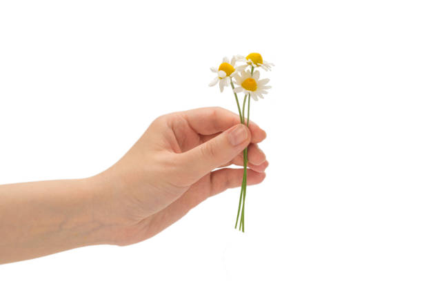 istock Bouquet of daisies isolated on white. 1271084448