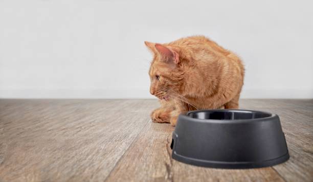 istock Cute ginger cat behind a emty food dish looking sideways. Panoramic image with copy space. 1271084611