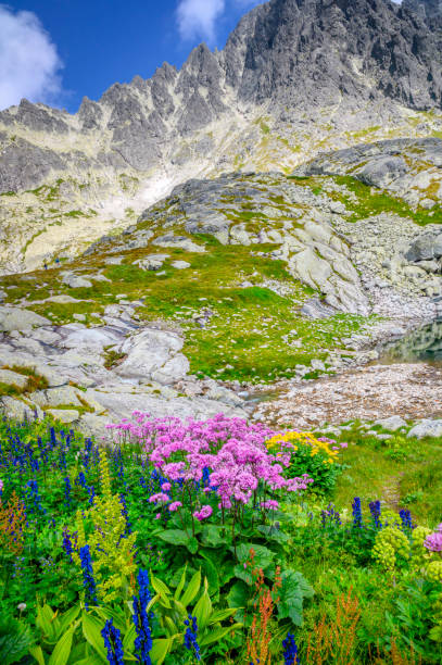 高いタトラスの春の山の花。 - spring crocus temperate flower european alps ストックフォトと画像