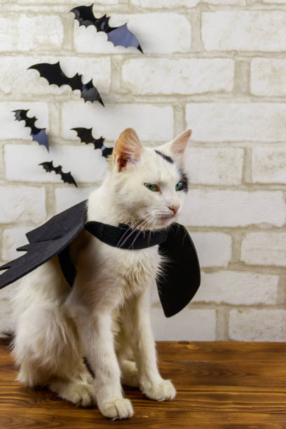 istock Beautiful cat wearing in Halloween bat costume 1271085497