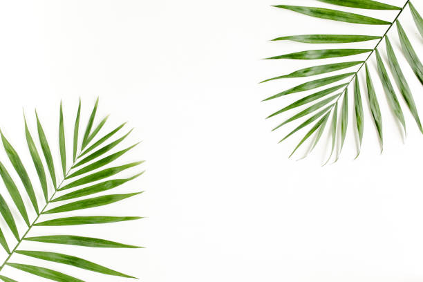 istock Tropical green palm leaf on white background. flat lay, top view 1271086064