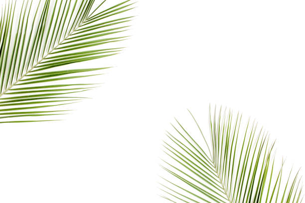 istock Tropical green palm leaf on white background. flat lay, top view 1271086217