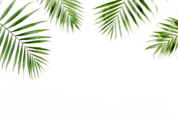 istock Tropical green palm leaf on white background. flat lay, top view 1271086374