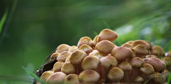 Honey Fungus (Armillaria mellea) grow on the ground in a deciduous-coniferous forest. A group of edible stump mushroom. Macro. Autumn background.