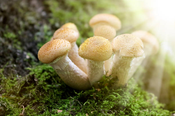 honey fungus (armillaria mellea) crece en viejos abedules talados. un grupo de seta de muñón comestible. macro - honey agaric fotografías e imágenes de stock