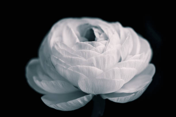 istock Blooming ranunculus in black and white colors 1271087043