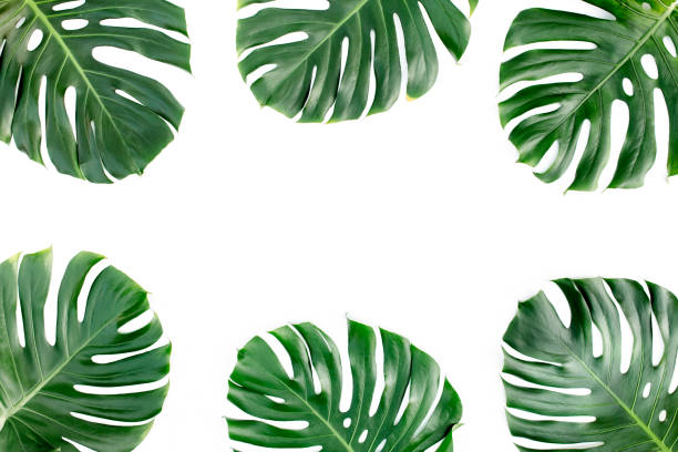 istock Tropical leaves Monstera on white background. Flat lay, top view 1271087233
