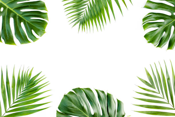 istock Frame with exotic tropical palm leaves monstera on white background. Flat lay, top view 1271087540
