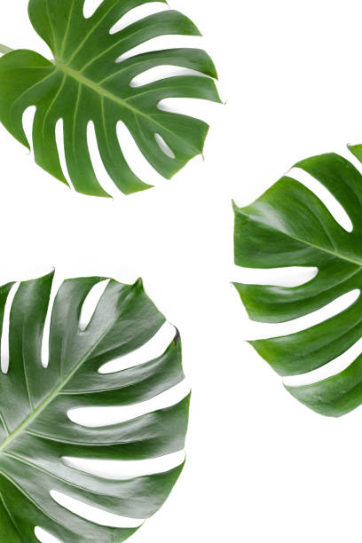 istock Tropical leaves Monstera on white background. Flat lay, top view 1271087656