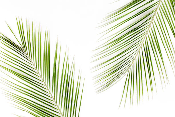 istock Tropical green palm leaf on white background. flat lay, top view 1271088265