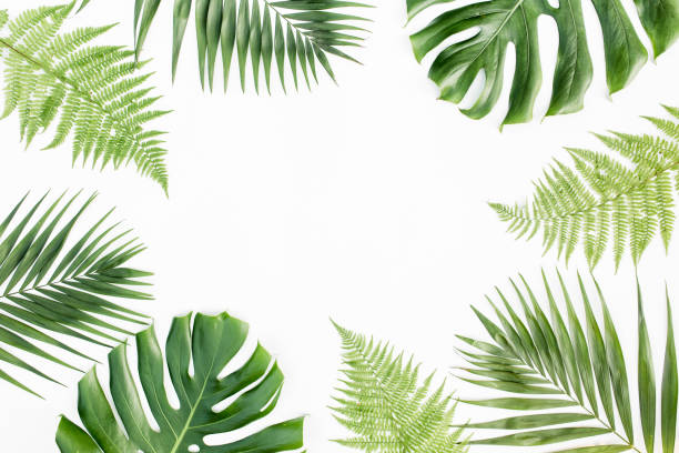 istock Frame with exotic tropical palm leaves monstera on white background. Flat lay, top view 1271088292