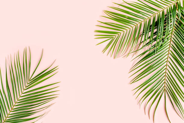 istock Exotic background, pattern with tropical palm leaves Monstera on pink background. Flat lay, top view minimal concept 1271088554