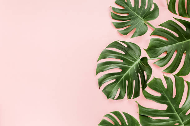 istock Tropical palm leaves Monstera on pink background. Flat lay, top view minimal concept 1271088664